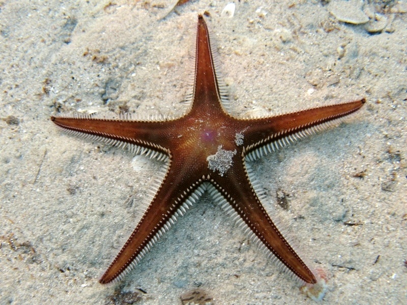 Astropecten bispinosus (Otto, 1823)